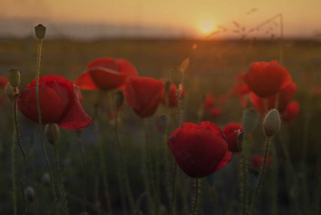 Let's Remember on ANZAC Day | Oryx Communities West Perth